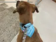 Pandora 