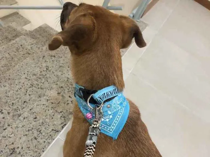 Cachorro ra a Vira lata  idade 7 a 11 meses nome Pandora 