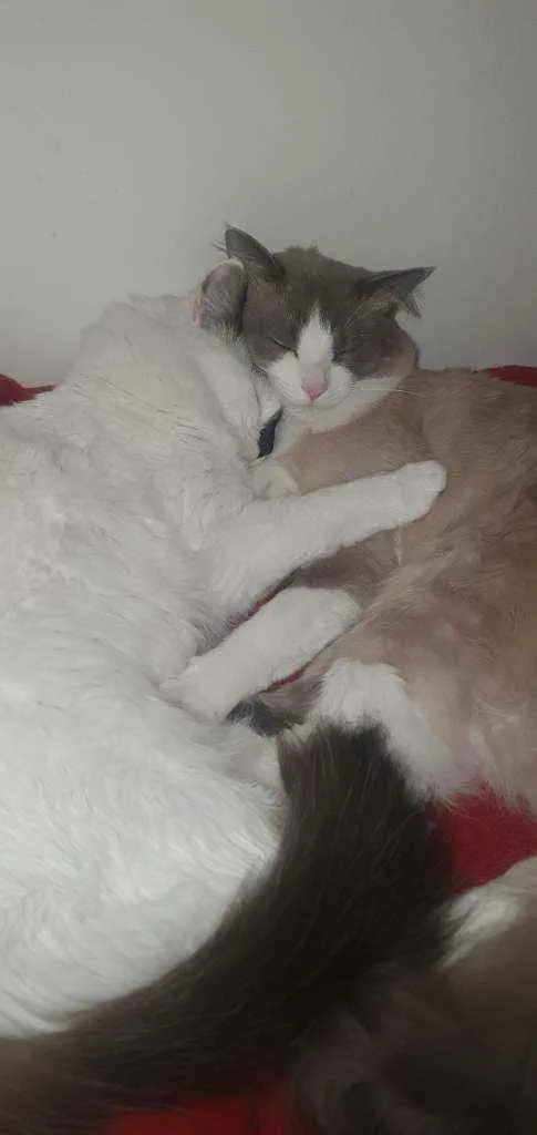 Gato ra a SRD idade 1 ano nome Bento e Bernanrdo