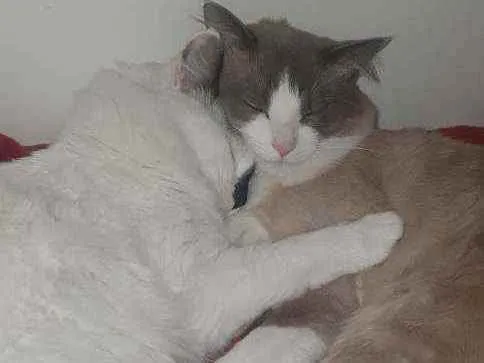 Gato ra a SRD idade 1 ano nome Bento e Bernanrdo