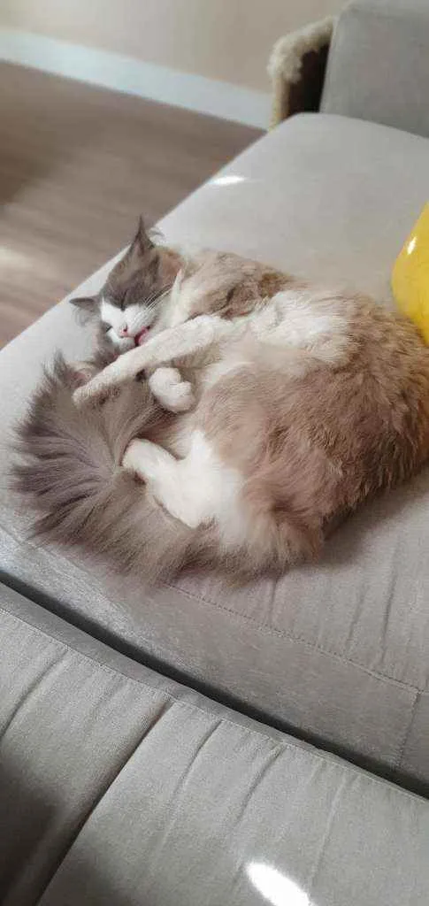 Gato ra a SRD idade 1 ano nome Bento e Bernanrdo