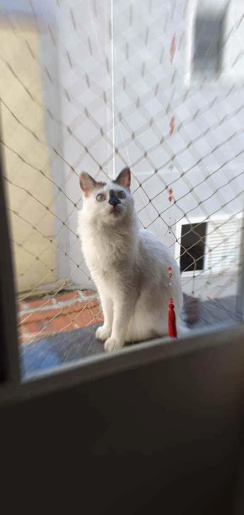 Gato ra a SRD idade 1 ano nome Bento e Bernanrdo