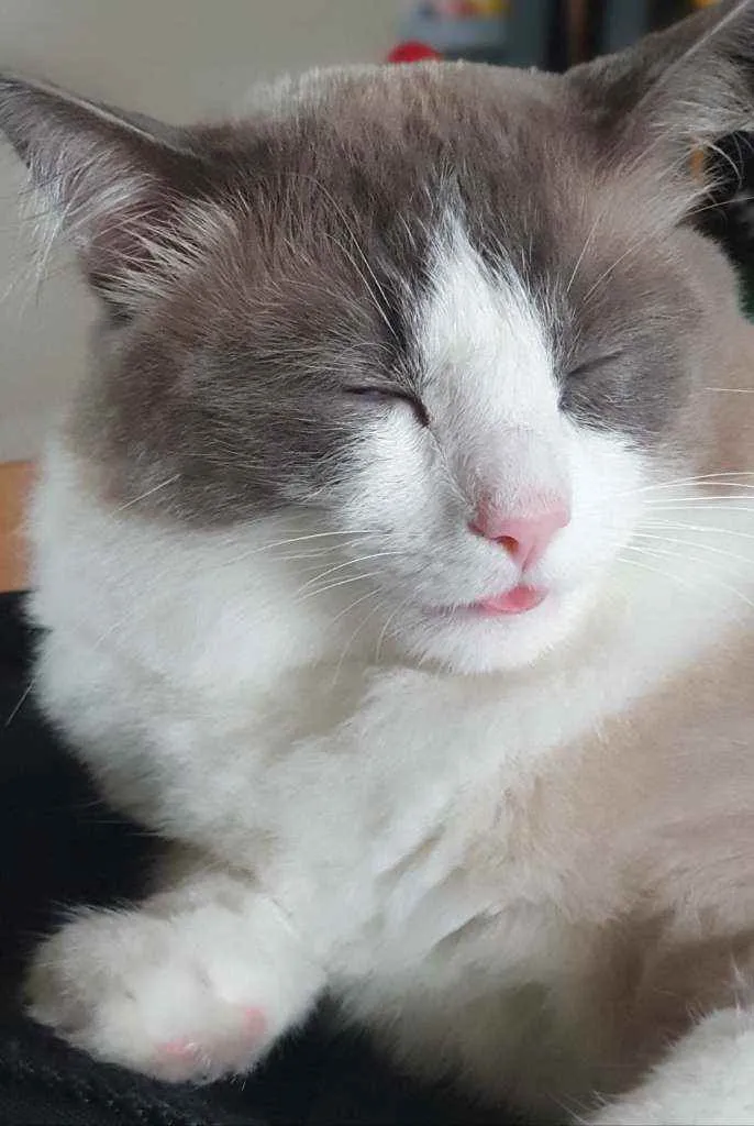 Gato ra a SRD idade 1 ano nome Bento e Bernanrdo
