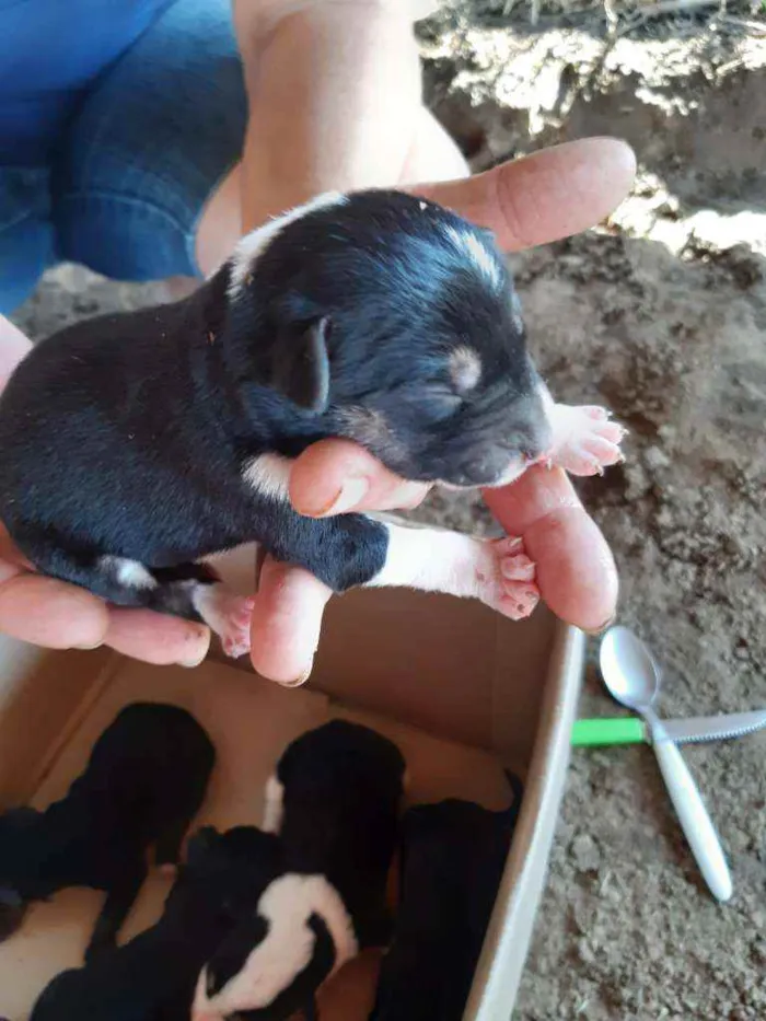 Cachorro ra a Viralata idade Abaixo de 2 meses nome Filhotes de rua 