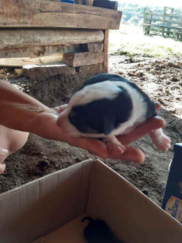 Cachorro ra a Viralata idade Abaixo de 2 meses nome Filhotes de rua 