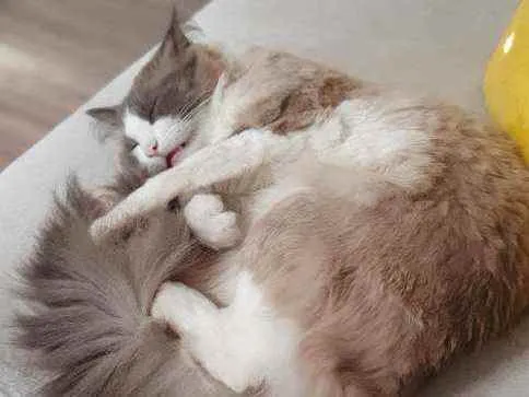 Gato ra a SRD idade 1 ano nome Bento e Bernanrdo