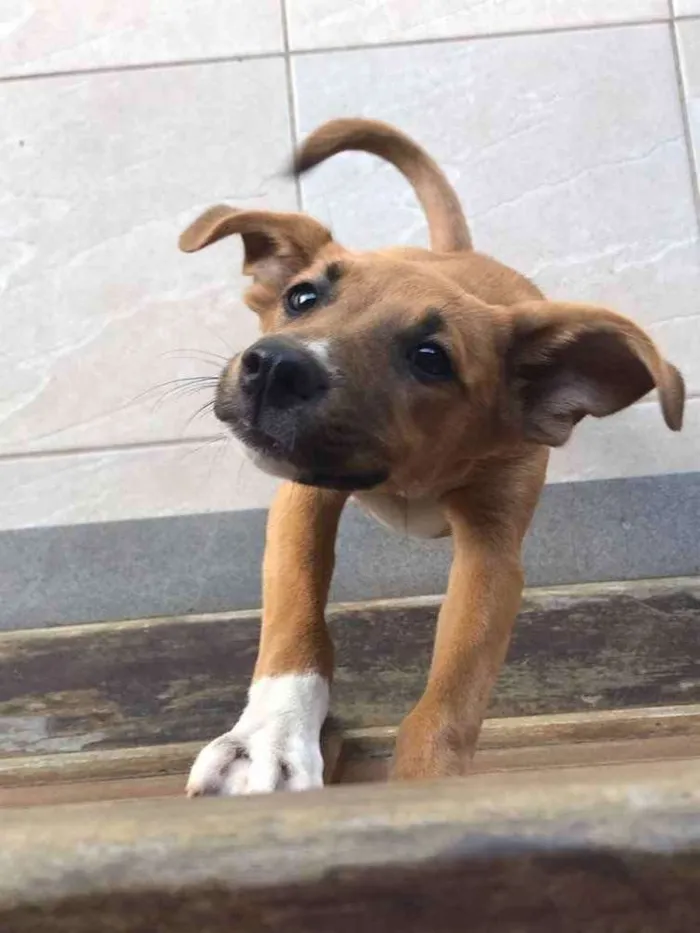 Cachorro ra a Vira lata  idade 7 a 11 meses nome Pandora 