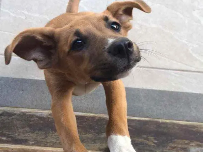 Cachorro ra a Vira lata  idade 7 a 11 meses nome Pandora 