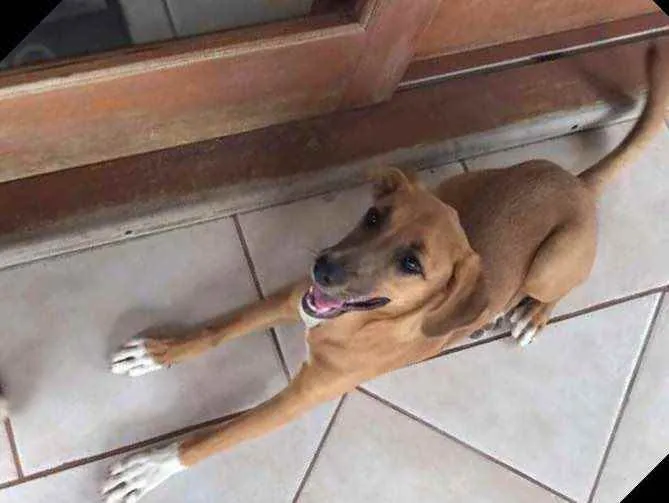 Cachorro ra a Vira lata  idade 7 a 11 meses nome Pandora 