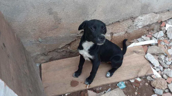 Cachorro ra a  idade 2 a 6 meses nome Colty