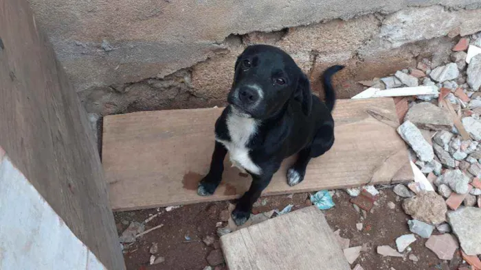 Cachorro ra a  idade 2 a 6 meses nome Colty