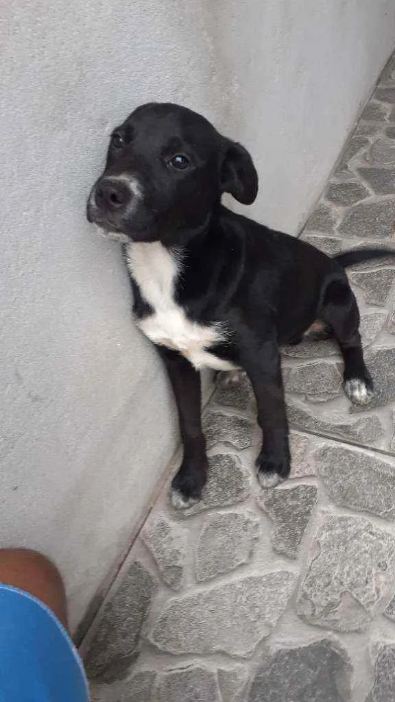 Cachorro ra a  idade 2 a 6 meses nome Colty