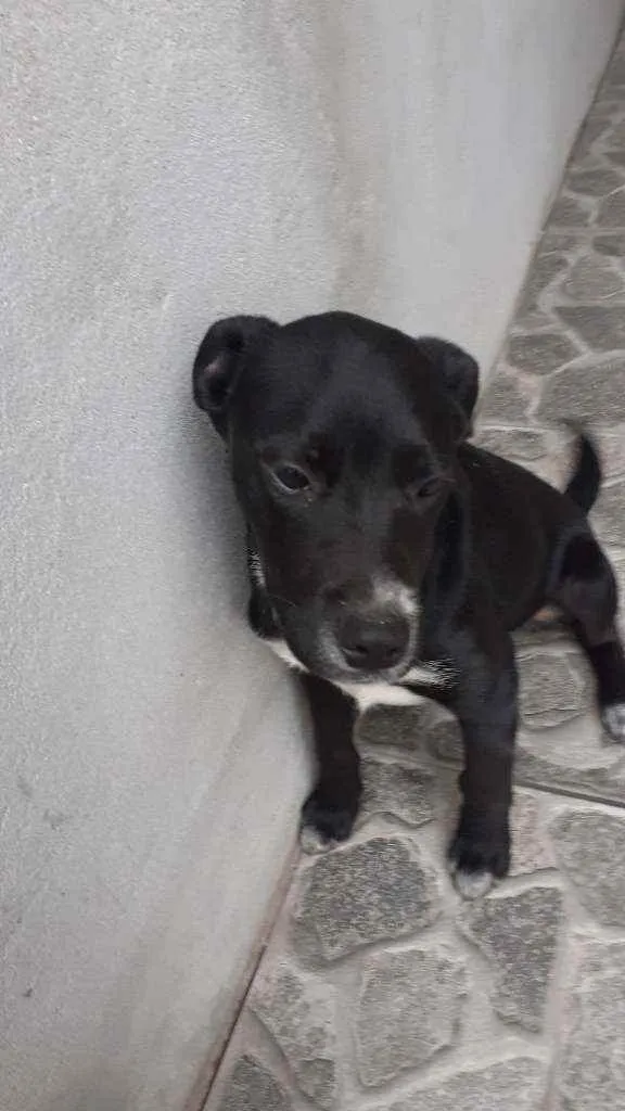 Cachorro ra a  idade 2 a 6 meses nome Colty