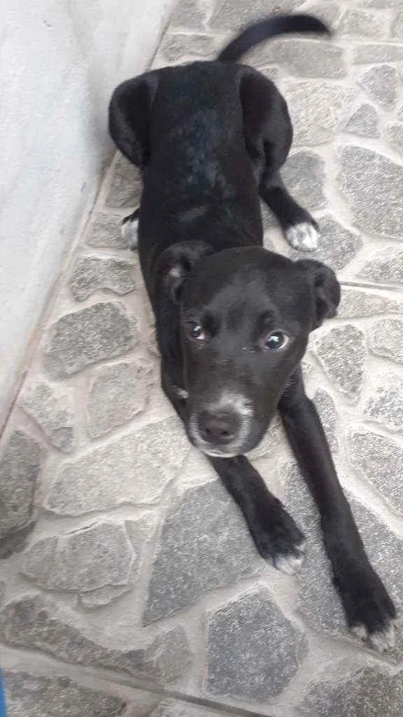 Cachorro ra a  idade 2 a 6 meses nome Colty