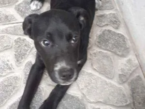 Cachorro raça  idade 2 a 6 meses nome Colty