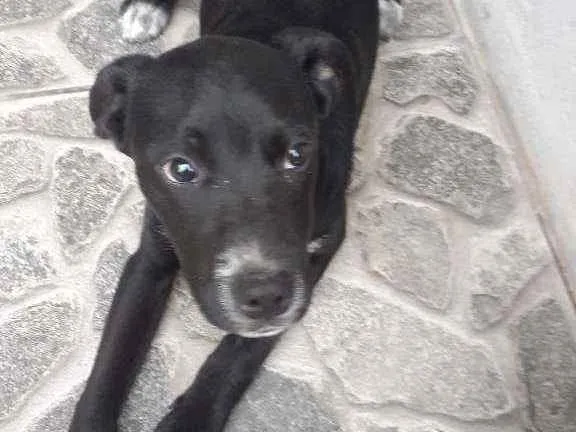 Cachorro ra a  idade 2 a 6 meses nome Colty