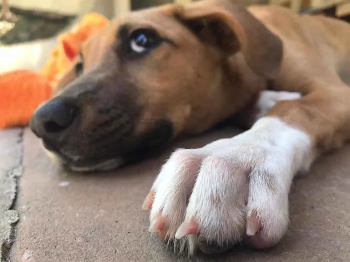Cachorro ra a Vira lata  idade 7 a 11 meses nome Pandora 