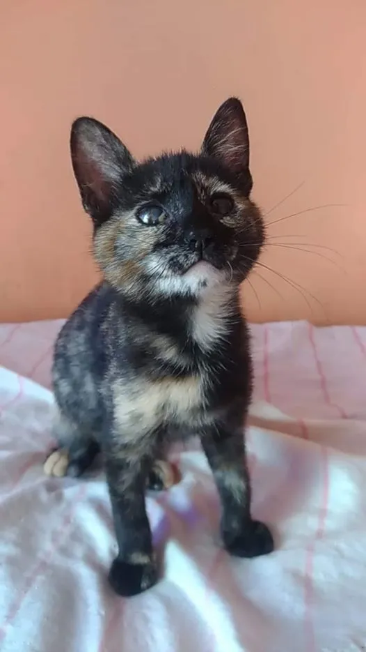 Gato ra a SRD idade 2 a 6 meses nome Liv