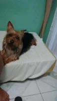 Mel