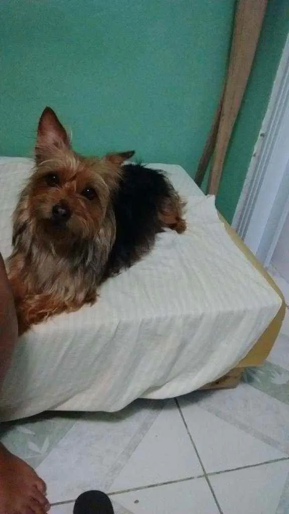 Cachorro ra a Yokishire  idade 5 anos nome Mel