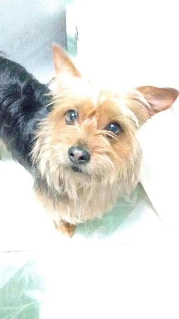 Cachorro ra a Yokishire  idade 5 anos nome Mel