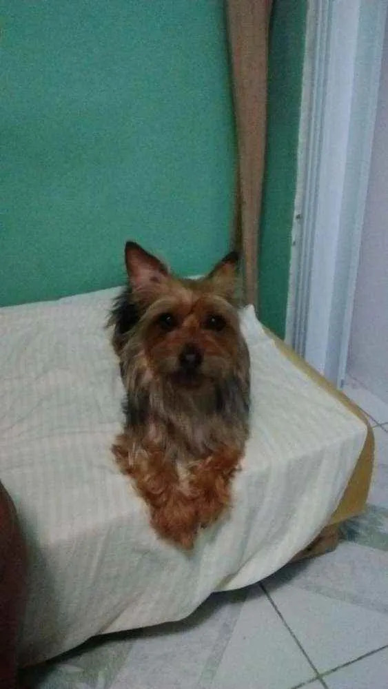 Cachorro ra a Yokishire  idade 5 anos nome Mel