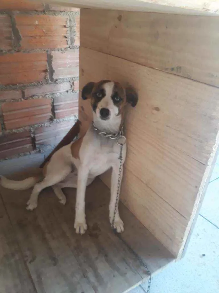 Cachorro ra a Sem raça  idade 7 a 11 meses nome Suzy