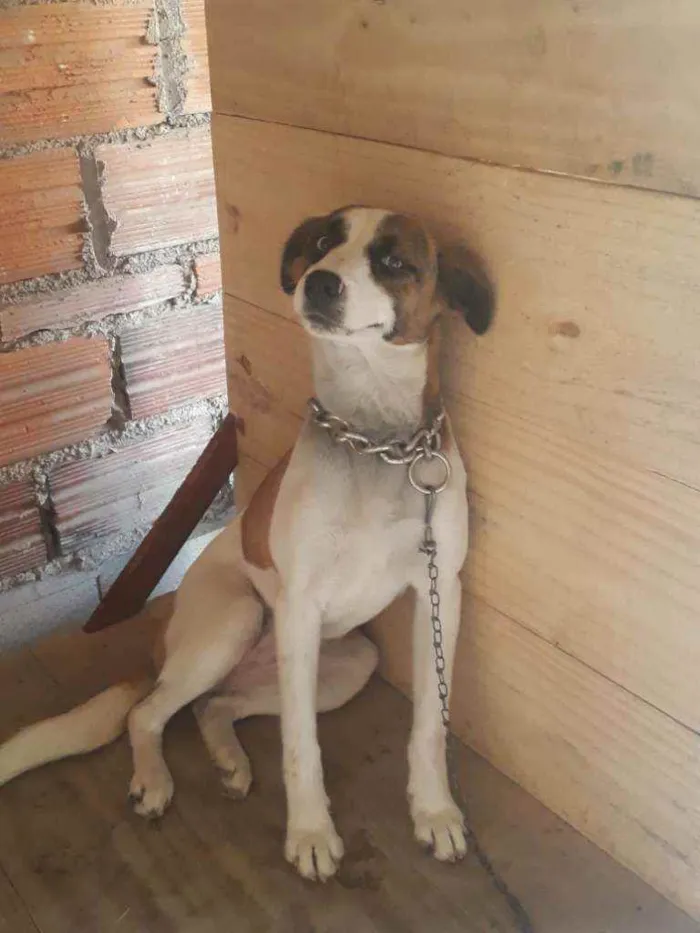 Cachorro ra a Sem raça  idade 7 a 11 meses nome Suzy