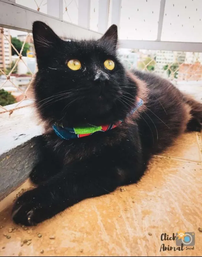 Gato ra a SRD idade 3 anos nome CAFÉ