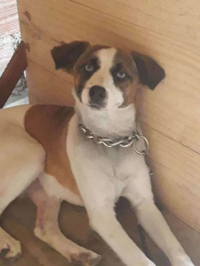 Cachorro ra a Sem raça  idade 7 a 11 meses nome Suzy