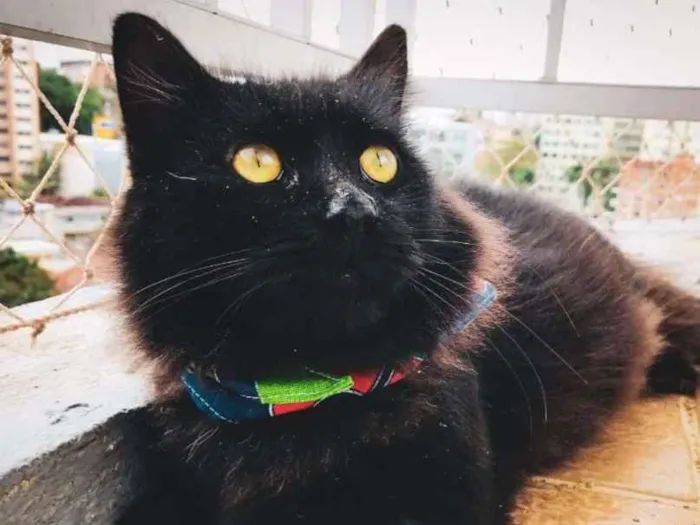 Gato ra a SRD idade 3 anos nome CAFÉ
