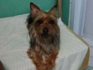 Cachorro raça Yokishire  idade 5 anos nome Mel