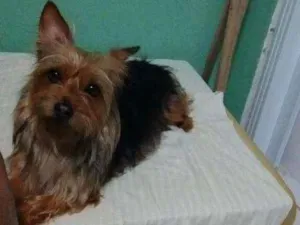 Cachorro raça Yokishire  idade 5 anos nome Mel
