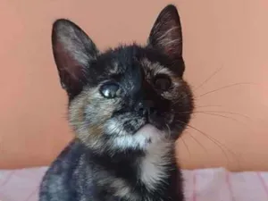 Gato raça SRD idade 2 a 6 meses nome Liv