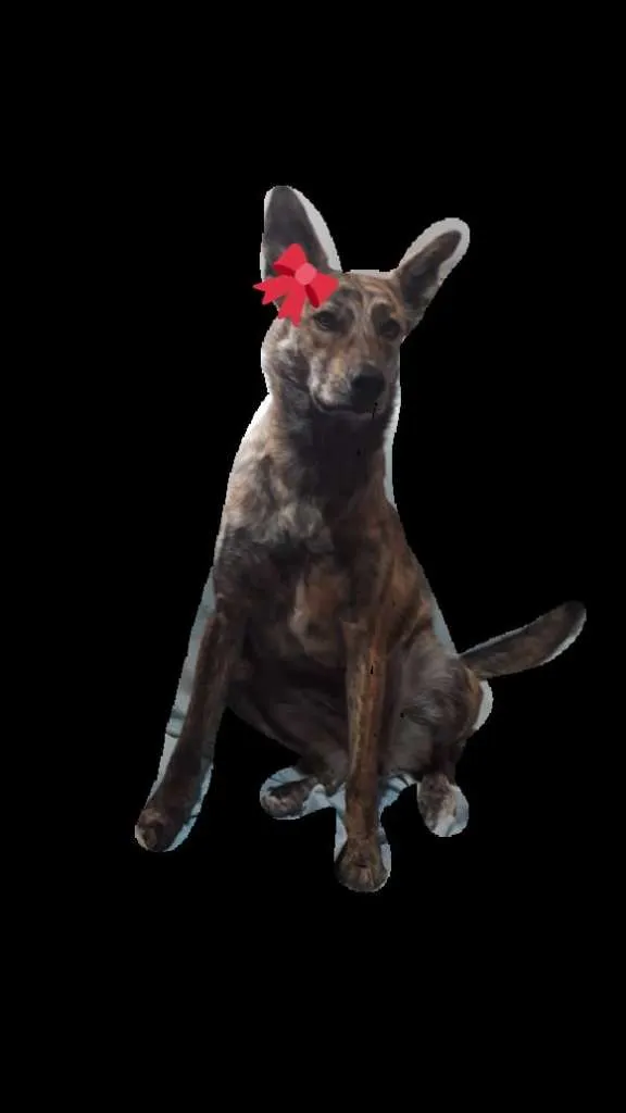Cachorro ra a SRD-ViraLata idade 1 ano nome Megh