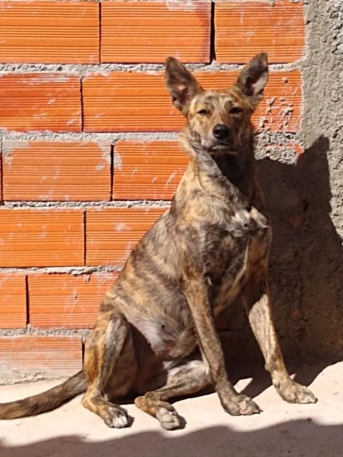 Cachorro ra a SRD-ViraLata idade 1 ano nome Megh