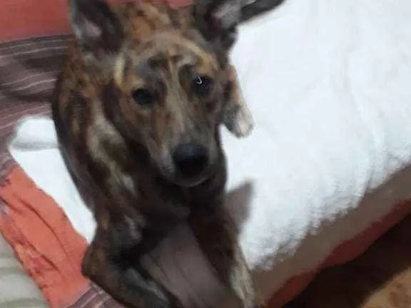 Cachorro ra a SRD-ViraLata idade 1 ano nome Megh