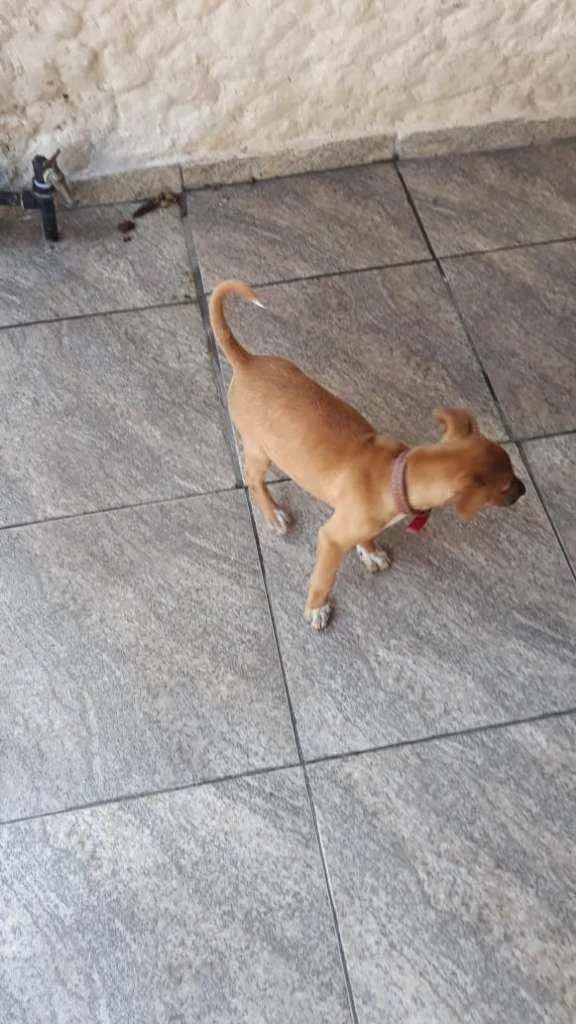 Cachorro ra a Vira lata  idade 2 a 6 meses nome Belinha