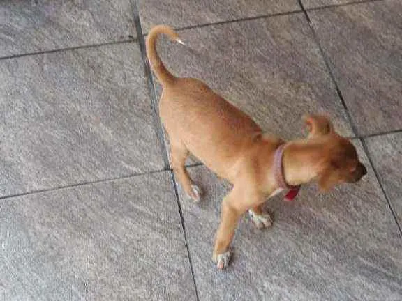 Cachorro ra a Vira lata  idade 2 a 6 meses nome Belinha