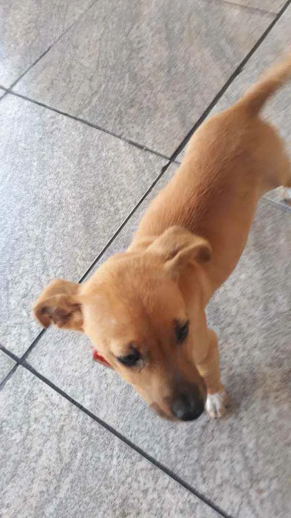 Cachorro ra a Vira lata  idade 2 a 6 meses nome Belinha