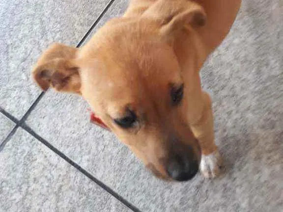 Cachorro ra a Vira lata  idade 2 a 6 meses nome Belinha