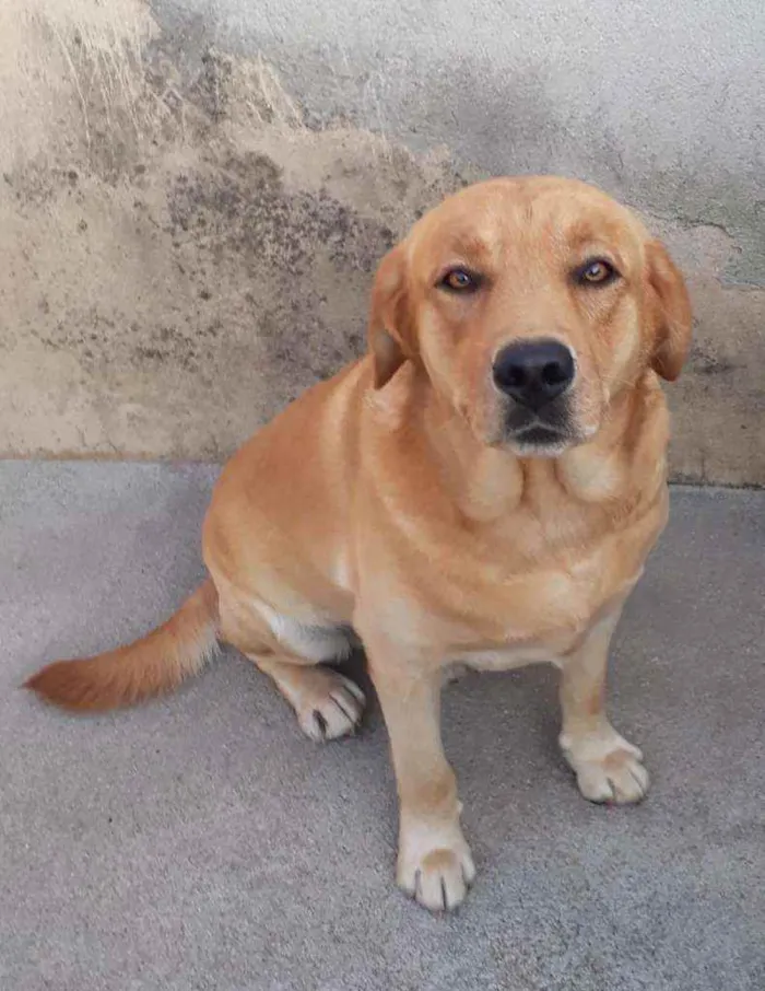 Cachorro ra a Labrador idade 2 a 6 meses nome BRAD