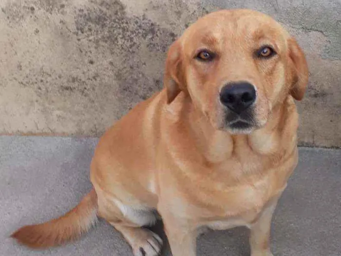 Cachorro ra a Labrador idade 2 a 6 meses nome BRAD