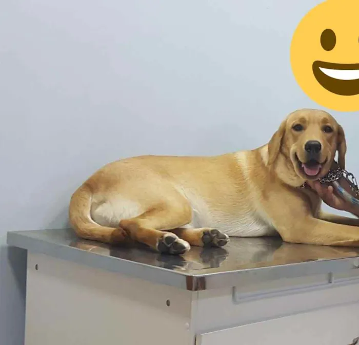 Cachorro ra a Labrador idade 2 a 6 meses nome BRAD