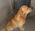 BRAD