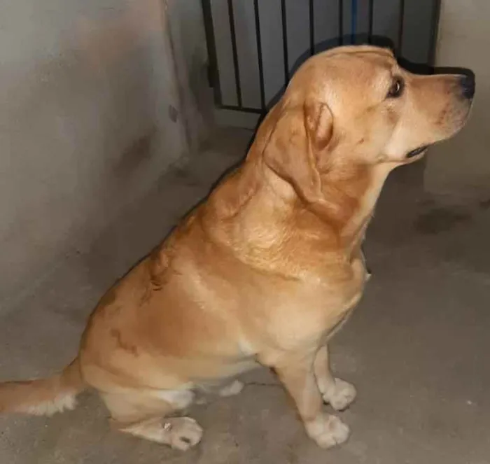 Cachorro ra a Labrador idade 2 a 6 meses nome BRAD