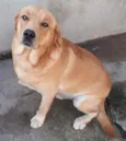 BRAD