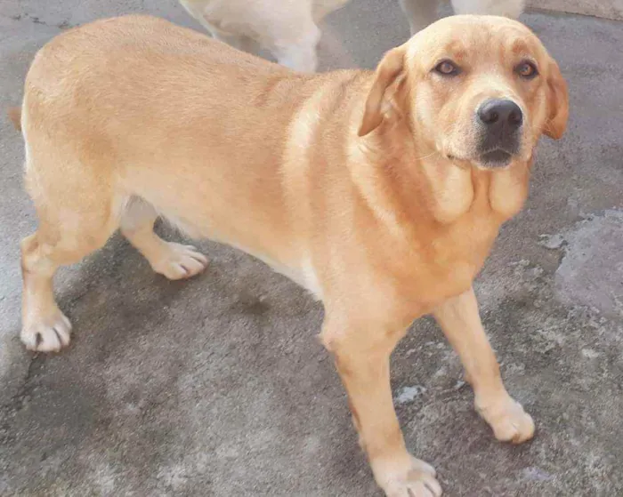 Cachorro ra a Labrador idade 2 a 6 meses nome BRAD