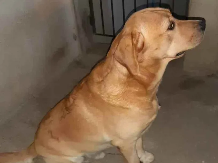 Cachorro ra a Labrador idade 2 a 6 meses nome BRAD