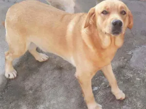 Cachorro raça Labrador idade 2 a 6 meses nome BRAD